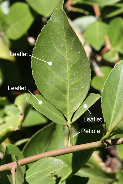 trifoliate leaf with unwinged petiole